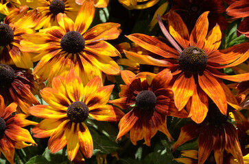 Rudbeckia hirta 'Autumn Colors' , Rudbeckia