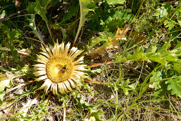 Carline acaule, Carlina acaulis, bourdon