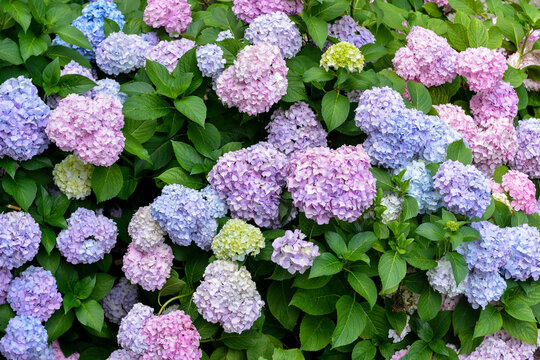 Hydrangea macrophylla, variete Bodensee, hortensia