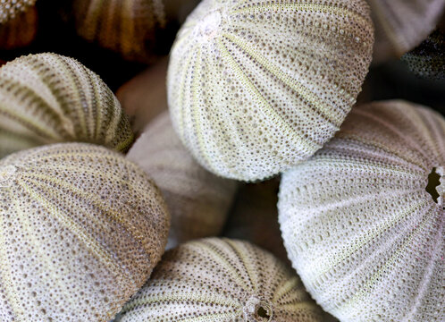 Die leeren Kalkh&uuml;llen von mehreren Seeigeln.
