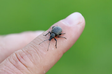 Broad-nosed weevil (Otiorhynchus) on the finger. Serious pest of ornamental plants and some shrubs in gardens.