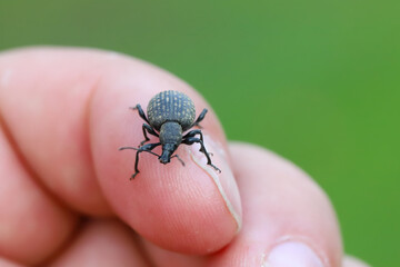 Broad-nosed weevil (Otiorhynchus) on the finger. Serious pest of ornamental plants and some shrubs in gardens.