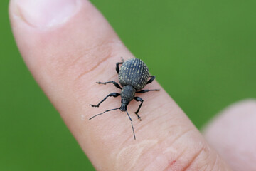 Broad-nosed weevil (Otiorhynchus) on the finger. Serious pest of ornamental plants and some shrubs in gardens.