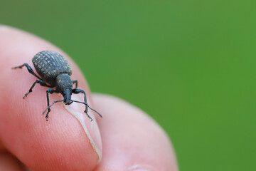 Broad-nosed weevil (Otiorhynchus) on the finger. Serious pest of ornamental plants and some shrubs in gardens.