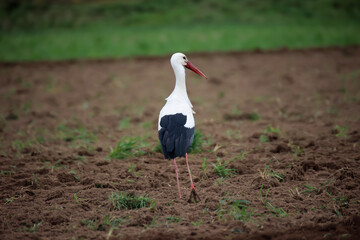 Ein Storch such Mäuse auf einem abgeernteten Feld.