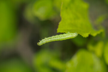 Eine gr&uuml;ne Raupe eines zuk&uuml;nftigen Schmetterlings an einer Pflanze.
