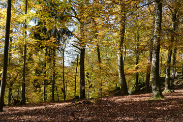 A picturesque autumn forest grows on a hillside. Tourist natural yellow-orange landscape for walks and rest