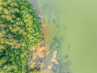 Aerial view of lake or river green shore with forest. Summer season.