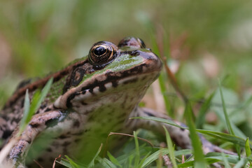 Low angle closeup on an adult European green Pelophylax frog sitting in the grass