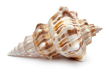 Obraz premium Beautiful seashell isolated on white background