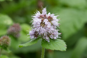 Closeup on a purple flowering watermint wildflower, Mentha aquatica © Henk