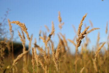 Fototapeta premium A field of tall, dry grass with a clear blue sky in the background. The grass is brown and dry, giving the impression of a dry, hot day