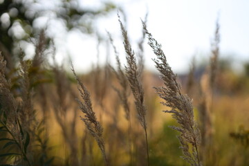 Fototapeta premium A field of tall grass with a blurry background. The grass is dry and brown, giving the image a sense of desolation and emptiness