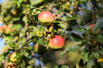 Three apples hanging from a tree. The apples are green and red. The tree is full of leaves