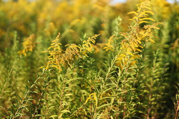 A field of yellow flowers with green stems