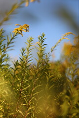 A field of tall grass with yellow flowers in the foreground