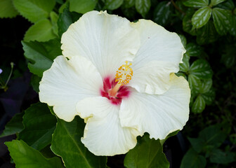 Hibiscus flower,  White Hibiscus 
