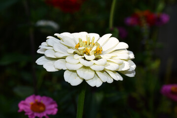 the white flower of the cynium (lat. Zinnia) in the garden on a dark blurred background. side view of the flower. Selective focus. Beautiful petals. Natural lighting