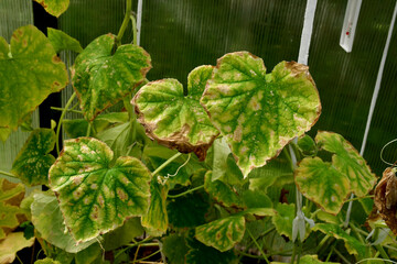 Cucumber plants with yellow and brown spots on green leaves affected by the disease. A fungal or viral disease. Lack or excess of moisture and nutrients when growing in a greenhouse
