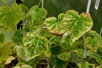 Cucumber plants with yellow and brown spots on green leaves affected by the disease. A fungal or viral disease. Lack or excess of moisture and nutrients when growing in a greenhouse