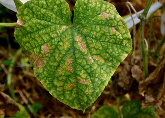 Cucumber plants with yellow and brown spots on green leaves affected by the disease. A fungal or viral disease. Lack or excess of moisture and nutrients when growing in a greenhouse