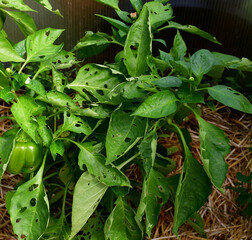 sweet pepper plants (Capsicum annuum) with leaves and fruits damaged by slugs or snails. Green leaves with holes in them. The problem of organic vegetable growing