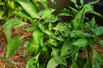 sweet pepper plants (Capsicum annuum) with leaves and fruits damaged by slugs or snails. Green leaves with holes in them. The problem of organic vegetable growing