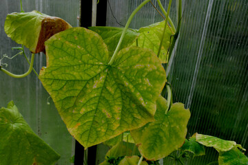 Cucumber plants with yellow and brown spots on green leaves affected by the disease. A fungal or viral disease. Lack or excess of moisture and nutrients when growing in a greenhouse