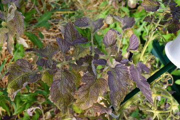 Tomato leaves with purple and burgundy spots. The lack of micro- and macro-elements in organic...