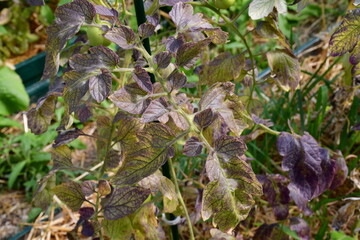 Fototapeta premium Tomato leaves with purple and burgundy spots. The lack of micro- and macro-elements in organic amateur farming. Diseases and problems of tomatoes in the greenhouse. selective focus, blurred background
