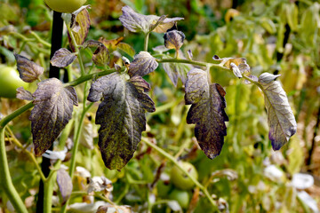 Tomato leaves with purple and burgundy spots. The lack of micro- and macro-elements in organic amateur farming. Diseases and problems of tomatoes in the greenhouse. selective focus, blurred background