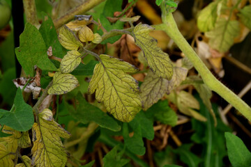 a yellow tomato leaf with purple veins. The lack of micro- and macro-elements in organic amateur farming. Diseases and problems of tomatoes in the greenhouse. selective focus, blurred background