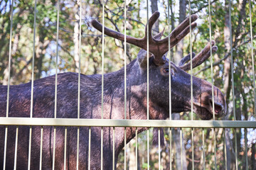 a moose stands looking over the fence