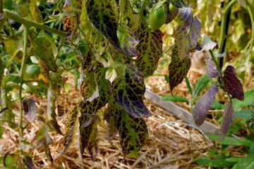 Tomato leaves with purple and burgundy spots. The lack of micro- and macro-elements in organic...