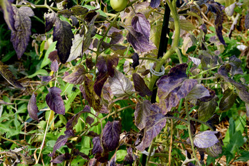Tomato leaves with purple and burgundy spots. The lack of micro- and macro-elements in organic amateur farming. Diseases and problems of tomatoes in the greenhouse. selective focus, blurred background
