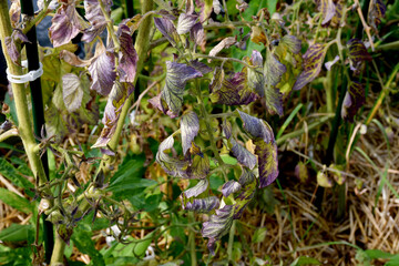 Tomato leaves with purple and burgundy spots. The lack of micro- and macro-elements in organic amateur farming. Diseases and problems of tomatoes in the greenhouse. selective focus, blurred background