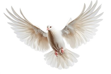 Obraz premium White Pigeon Flying on White Background, Photo Realistic, Texture, Pattern, Wallpaper, Cover and Screen of Smartphone, Cell Phone, Computer, Laptop, 9:16 and 16:9 Format