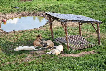 White lions lie  in the reserve