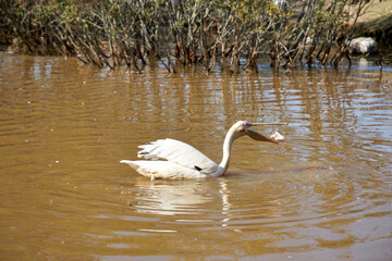 Fototapeta premium white pelicans in the pond