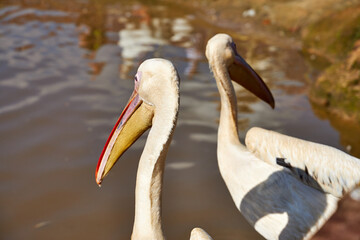 white pelicans in the pond
