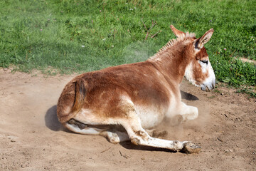a donkey lying on the grass at the zoo