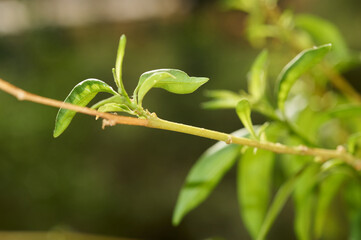 Close-up view of a young shoot on a plant, showing the natural beauty and growth cycle. Excellent for nature and environmental themes.