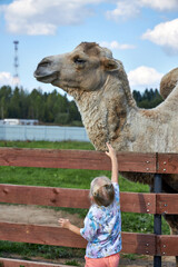 a girl petting a camel at the zoo