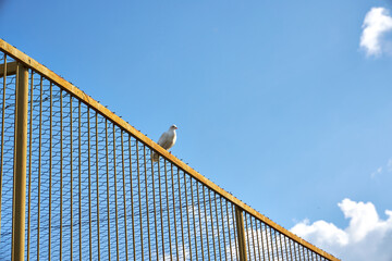 a white dove sits on a fence against a blue sky