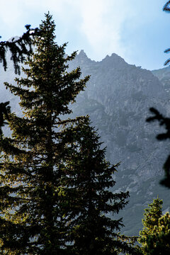 Pine tree sun-bath in the mountains at Slovakia High Tatra landscape view for background