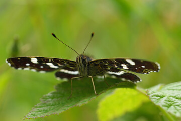 Low angle closeup on the European Map butterfly, Araschnia levana sitting on a green leaf