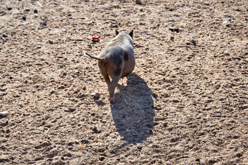 little pig walking on the sand at the zoo, rear view