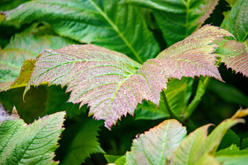 Eine grün rötliches Blatt wächst in seiner Natur