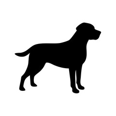 Dog Breeds, Dog Vector Graphic, Dog SVG - digital download svg,