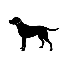 Dog Breeds, Dog Vector Graphic, Dog SVG - digital download svg,
